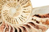 Choffaticeras (Daisy Flower) Ammonite Half - Madagascar #191241-1